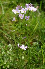 Wiesenschaumkraut-5.jpg